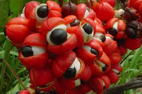 Imagens Da Fruta Guaraná