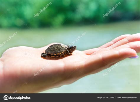 Small Sea Turtle Stock Photo By ©dovapi 156131968