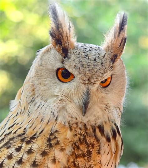 Eurasian Eagle Owl Bubo Bubo Close Up Stock Photo Image Of Animal