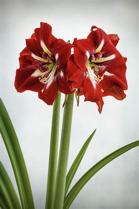 How To Care For Hippeastrum Or Amaryllis And Keep Them Flowering
