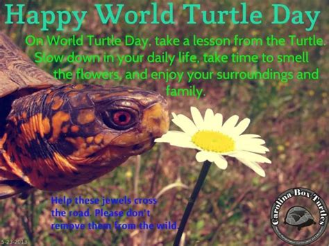 World Turtle Day Hd Images Ultra Hd Wallpapers And Pictures For