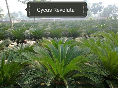 Slow Growth Cycas Revoluta At Best Price In Meerut Id 12645516248