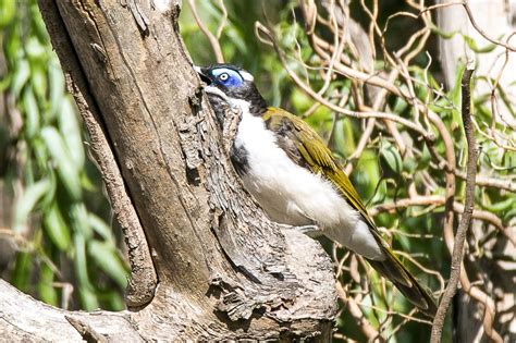Birds Of Kilmore Australia Blue Faced Honeyeaters