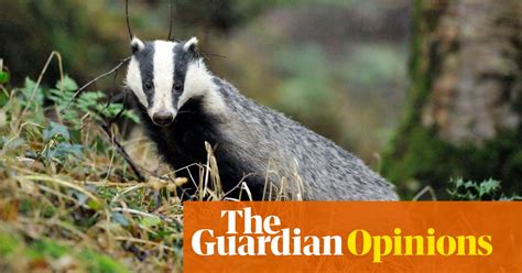 Britains Badger Cull Is Back Despite All The Evidence Against It