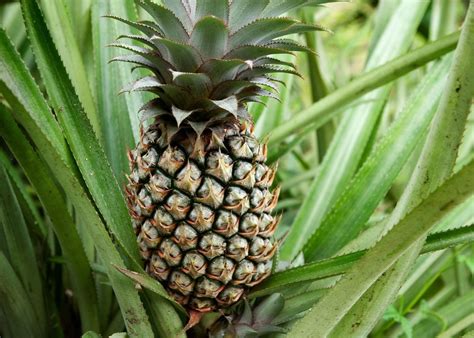 Pineapple Plant Growing Guide Blue House