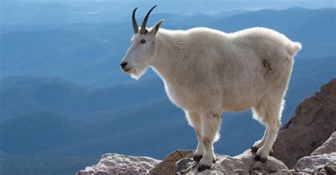 Descubre Las 10 Cabras Más Grandes Del Mundo Az Animales Geografia