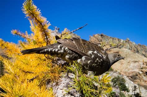 How To See Golden Larches This Fall — The Mountaineers