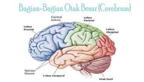 Pengertian Otak Besar Fungsi Struktur Dan Bagian Otak Besar Cerebrum