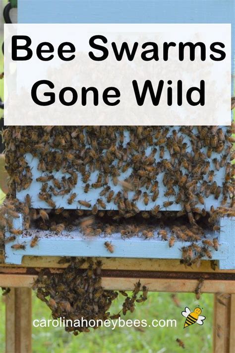 Honey Bee Swarming What It Means Carolina Honeybees Bee Swarm