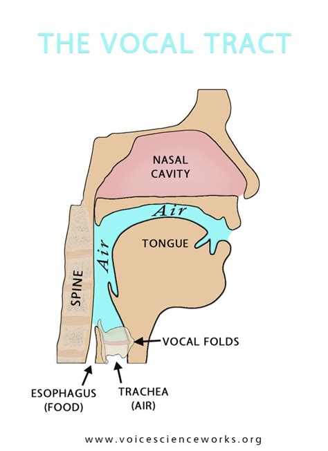 Vocal Tract Voicescienceworks