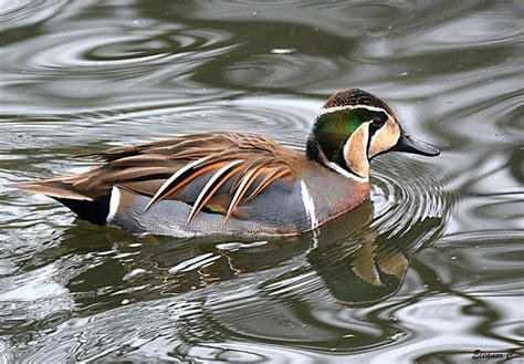 Baikal Teal Male Types Of Ducks Duck Duck Pictures