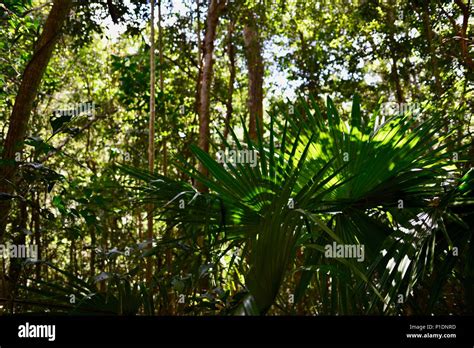 Palms Trees And Dappled Light In A Rainforest Hi Res Stock Photography