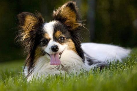 Top 10 Cutest Small Dog Breeds On The Planet