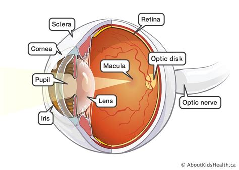 Location Of Optic Nerve Optic Desk Retina Macula Lens Iris Pupil