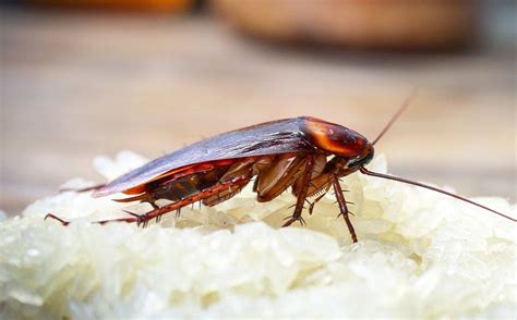 Here are some of the places and things that might have given them their start pest control tip: Six Quick Cockroach Control Tips For Your Bradenton Home