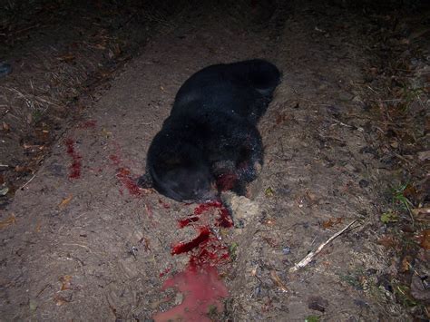 Black Bear Found Dead In Avoyelles Louisiana Caution Graphic Image