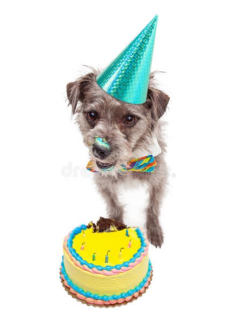 Birthday Dog Eating Cake Stock Image Image Of Isolated