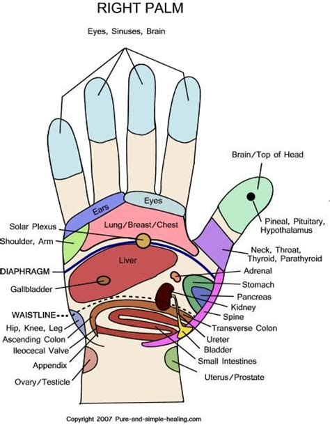 Left Hand Reflexology Hand Chart