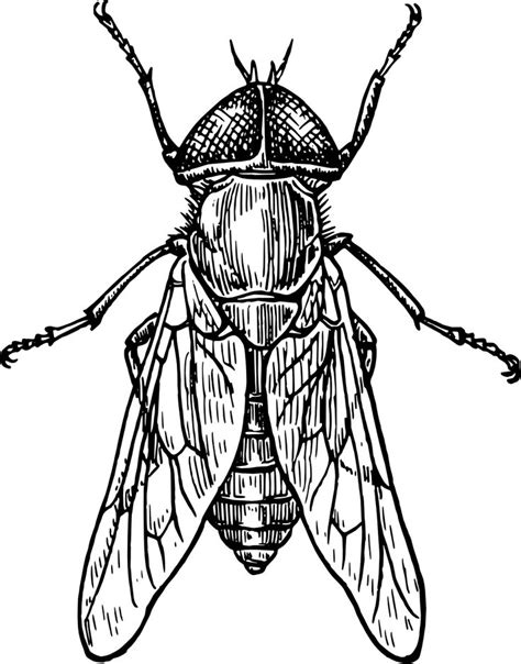 Insects Drawings Clipart Best