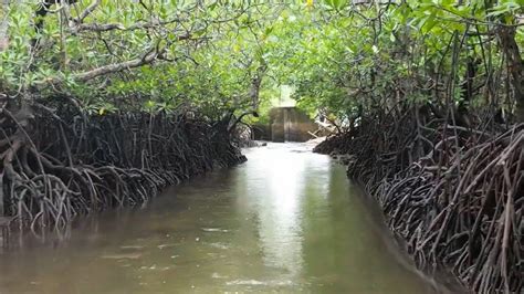 New Documentary By Pinoy Scientist Highlights Urgency Of Mangrove Conservation Flipscience
