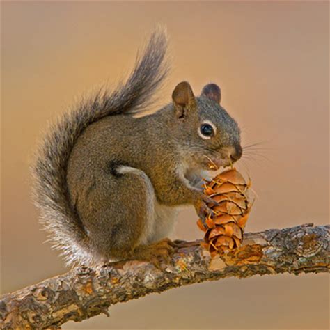 The pine cones that you are familiar with are probably female pine cones. MHWPC - 2012 TWE Exhibit
