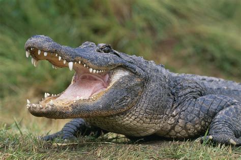 What is the risk of an alligator attack?
