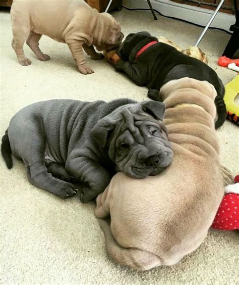 35 Grey Fluffy Shar Pei Puppy