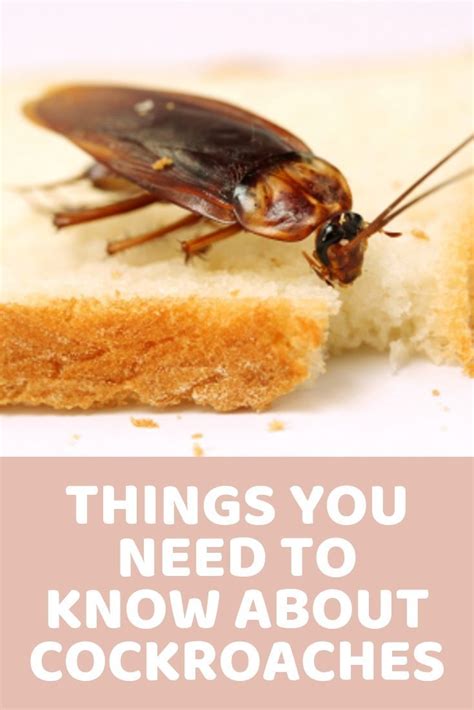 Things You Need To Know About Cockroaches Cockroaches Need To Know Food