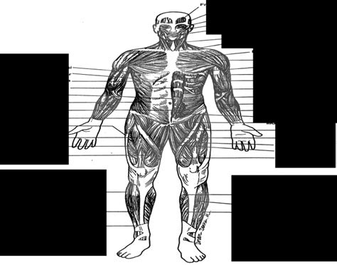 The male torso shown here from the front, back and side has a very distinctive set of muscles, which are easily visible on a reasonably fit man. Front Muscles of the Body
