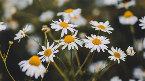 Chamomile Wallpapers Top Free Chamomile Backgrounds Wallpaperaccess