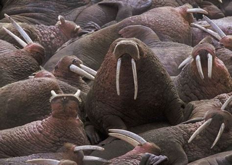 Walrus Facts Animal Facts Encyclopedia