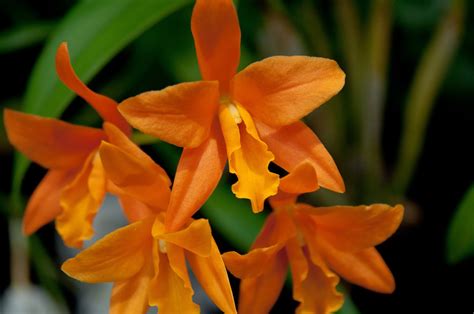 Hoa Phong Lan Vi T Vietnam Orchids Orange Orchids