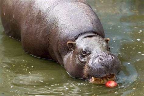 Do Hippos Eat Meat Dietary Information Of A Hippopotamus