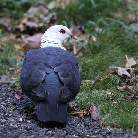 White Headed Pigeon Columba Leucomela Bunya Mountains Flickr