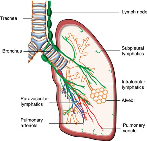 Lymphatic Changes In Respiratory Diseases More Than Just Remodeling Of