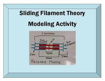 Sliding Filament Muscle Contraction Modeling Activity Tpt