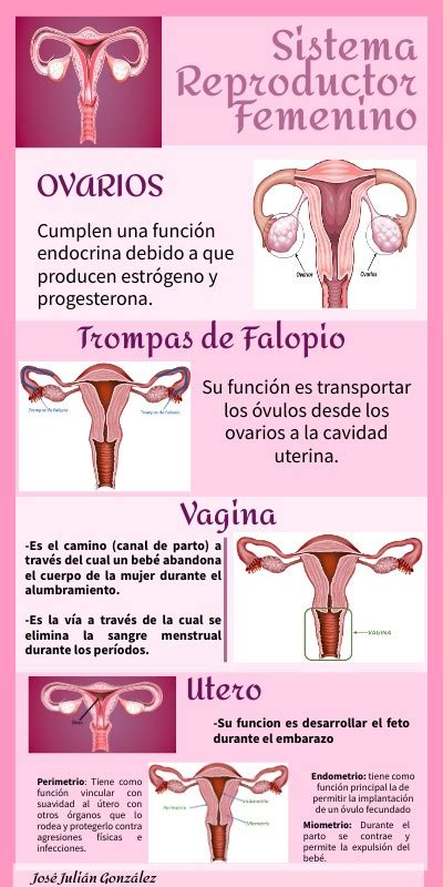Infografía Del Sistema Reproductor Femenino