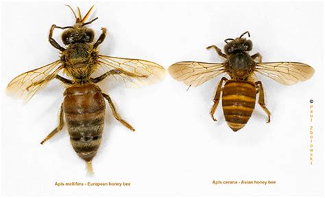 Asian Honey Bee Alert Ntgovau