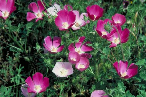 Guide To Texas Wildflowers Houston Chronicle