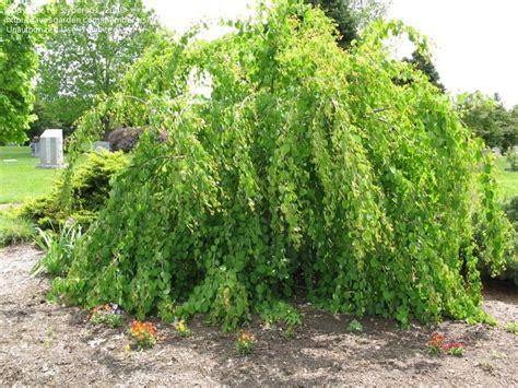 Plantfiles Pictures Weeping Katsura Tree Cercidiphyllum Japonicum F