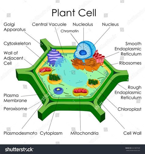 Sexual reproduction in flowering plants to score more marks in exams, prepared by expert subject teachers from the latest edition of cbse/ncert books, important questions with answers for cbse class 6 to 12 ? Education Chart of Biology for Plant Cell Diagram. Vector ...