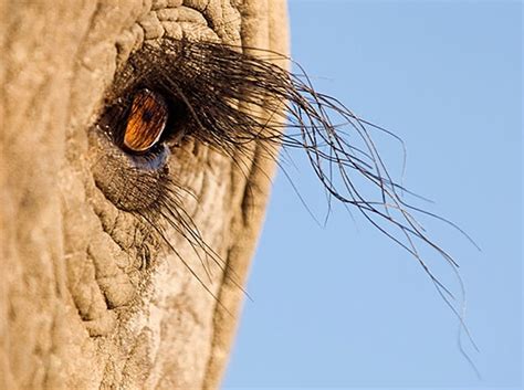 African Elephant Eyelashes Elephant Eye Animals Wild Elephant Love