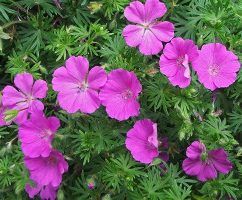 Little Lilac Geraniums I Have These Its A Hardy Spreading Plant It