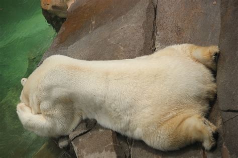 Polar Bear Polar Bear Bear Pets
