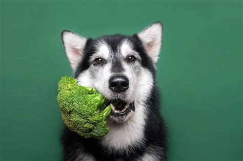 7 Best Vegan And Vegetarian Dog Foods Woof Whiskers