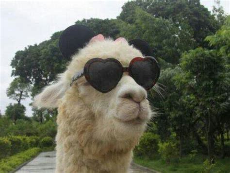 Sunglasses Alpaca Animals Images Llama Funny Animals