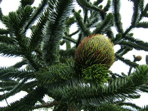 Rezenter baum mit zapfen, ca 35 jahre alt. Chilenische Andentanne Araucaria araucana Pflanze 5-10cm ...