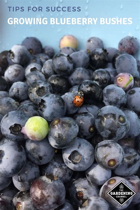 Learn How To Grow Blueberries For The Best Yield Follow These