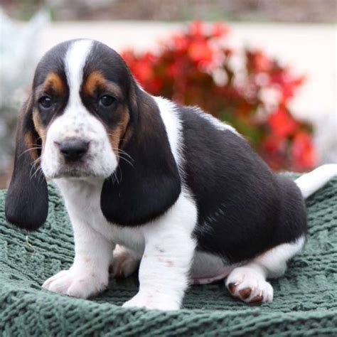Basset Hound Mix Puppies For Sale Greenfield Puppies