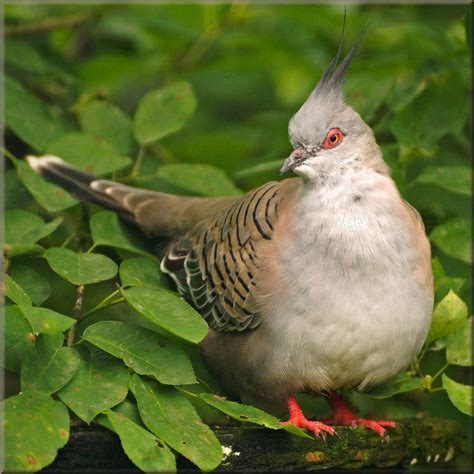 Australian Crested Pigeon The Crested Pigeon Ocyphaps Lop Flickr